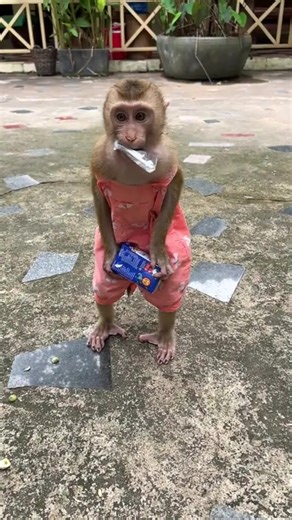 baby monkey with mom #cute