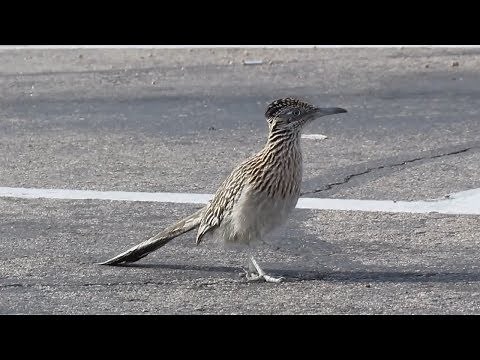 Greater Roadrunner bird running in for Fast Food