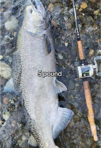 Accurate Fishing Techniques for Beginners