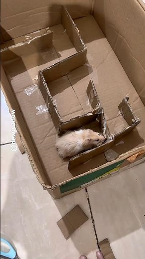 Labyrinth for hamster #dewivanow #labyrinth #hamster #syrianhamster