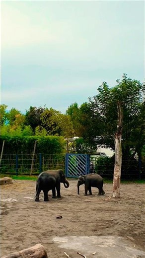 Cutest Elephant Moments Ever!