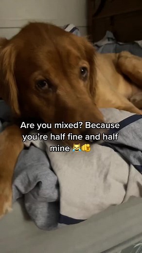 🫵 #goldenretriever #dog #gunner