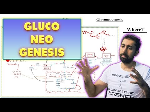 Gluconeogenesis in biochemistry made difficult!