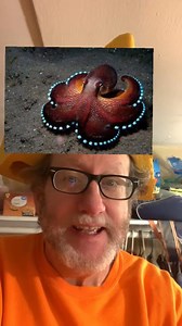 1.7K views · 133 reactions | Are Octopus Shapeshifting Extraterrestrial Aliens | Joegillespiethegreat | Facebook