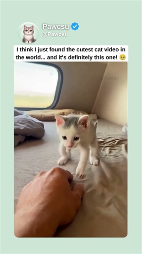 Cutest Cat Video Ever? 🥹