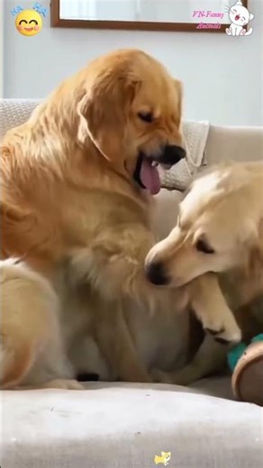 Funny Dog Faces Compilation