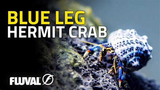 SPECIES SPOTLIGHT | Blue leg hermit crab