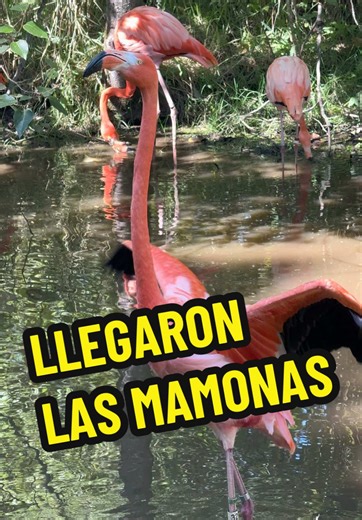 ¡Llegaron las mamonas al zoológico de Vancouver!