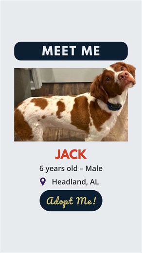 Adopt Jack! A smart, goofy, too-clever-for-his-own-good Brittany who loves playtime, long walks, and being near his people. He’s losing his sight to juvenile cataracts, but his spirit’s as bright as ever. Jack is an owner-assisted placement. Please contact ABR using the information listed next to Jack’s bio on our website for details about his cataract treatment. Learn more 👉 https://loom.ly/jvgdy4U #BrittanyLove #AmericanBrittanyRescue | American Brittany Rescue, Inc