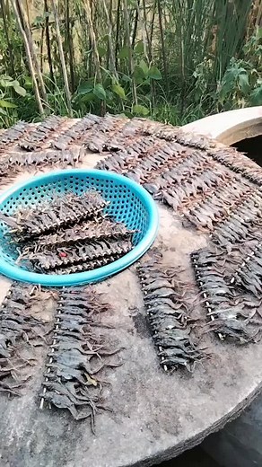 Discover the Unique Beauty of Small Dark Frogs