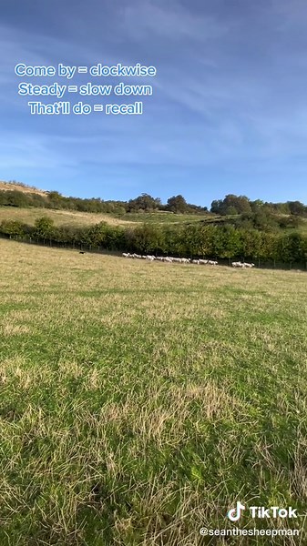 Amazing Sheepdog Training with Border Collie