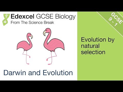 Edexcel GCSE Biology - Darwin and Evolution