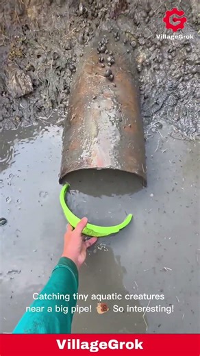 Catching Fish and Snails in Muddy Water Using a Basket
