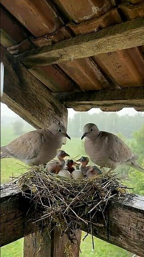 Rainy Day Dove Nest 🕊️🌧️#wildlife #birds #nest