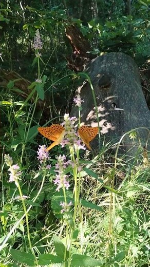 Two Beautiful Butterflies on a Flower | Nature Close-Up