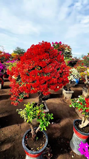 Colorful Bougainvillea.. #garden #bougainvellia #fbreels #reelsfb #StarsEverywhere #followers #everyone | Ed Cel