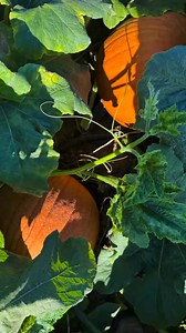 1.2K views · 16 reactions | Who wants to pick out a pumpkin? #pumpkins #fall #feelslikefall #jwmorlockandgirls #ido #itsfall #travelplans #swmichigan | JW Morlock & Girls | Facebook