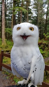 35K views · 3.2K reactions | Qigiq, a Snowy Owl and...