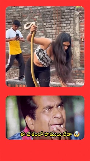 ఈ దేశంలో ఒక్క పాము కూడా వుండదా 😱🤯 | STK FACTS