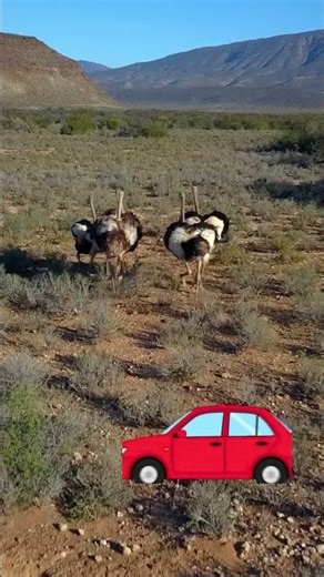 “The Ostrich: World’s Fastest Bird That Can’t Fly! 🏃‍♂️🦩”