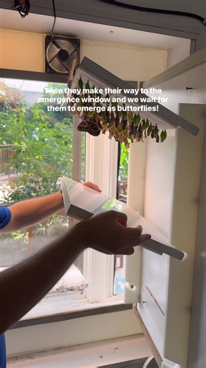 🦋 Unbox a butterfly shipment with us! Our team makes it look quick and easy, but this careful process happens every week to bring new butterflies to life in the Conservatory! Next time you visit, stop by the Emergence Window to admire their incredible pinning skills (and the beautiful butterflies, of course!). 🌿✨ 🎟️ Get your tickets here: https://tinyurl.com/c5ye8vzp . . . #BHA #ButterflyHouse #Aquarium #SiouxFalls #Butterflies #Unboxing #POV #Butterfly | Butterfly House & Aquarium