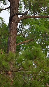 64K views · 10K reactions | Red-shouldered Hawk | Srikanth Boga Photography | Facebook
