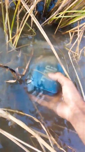 Go essential jbl dropped into pond#viral #waterproof #trendingshorts #jbl