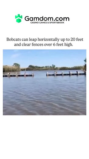 FullOnFunny on Instagram: "The post shares a 2020 viral video by Ryan Olivier capturing a bobcat nimbly leaping across wooden dock barriers over shallow water, showcasing its explosive power in a 20-second clip. Reliable sources like National Geographic confirm bobcats' vertical jumps reach 12 feet for pouncing on prey, while horizontal bounds extend 10-20 feet, aiding ambush hunting in dense habitats. High engagement stems from viewers' awe at the cat's parkour prowess, with replies comparing i