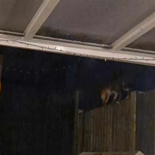 5.1K views · 50 reactions | This shows that 'Fantastic Mr Fox' & his...