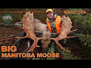 BIG Moose in Manitoba | Canada in the Rough