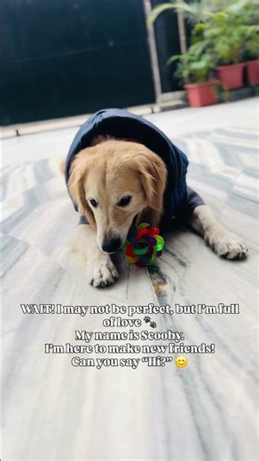 All I want is love and a few good friends 🐾Hi, I’m Scooby 💛#shorts