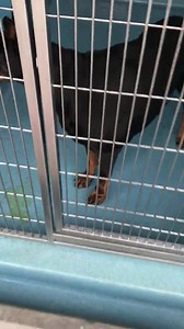 33K views · 330 reactions | ❤️TRANSFERRED TO PASADENA HUMANE SOCIETY❤️ #A5233492 ALIZEA 9yr old dumped owner surrender Doberman Pinscher. Reason: Moving poor girl.  Available now. For info please call 626-962-3577 and push 5,2,2 and have ID number ready. Baldwin Park Animal Care Center 4275 N. Elton Street Baldwin Park, California 91706 Mon thru Thurs: 12-7 pm Fri thru Sun: 10-5pm animalcare.lacounty.gov | Saving Baldwin Park Shelter Dogs | Facebook