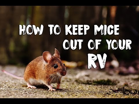 How To Prevent Mice In Your RV & Deal With Their Mess