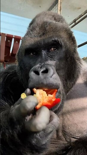 UNA GORILLA. «ПЛАМЯ» и «ПЕПЕЛ» на всех площадках!