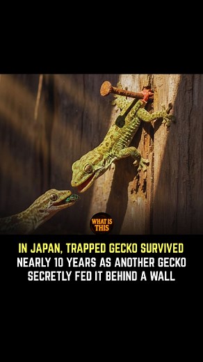 The ultimate definition of loyalty! ​In Japan, a trapped gecko survived for nearly 10 years behind a wall, sustained by another gecko that secretly brought it food every day! This incredible true story proves that love and dedication can happen in the most unexpected places. ​Tag your most loyal friend! 👇 ​#AnimalLove #Loyalty #IncredibleStory #Gecko #Survival | What Is This?