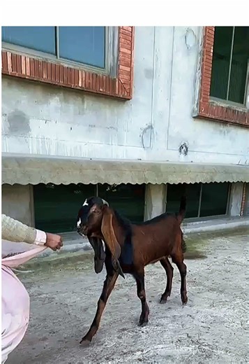 Top-Class Beetal Goat Breeding at Home