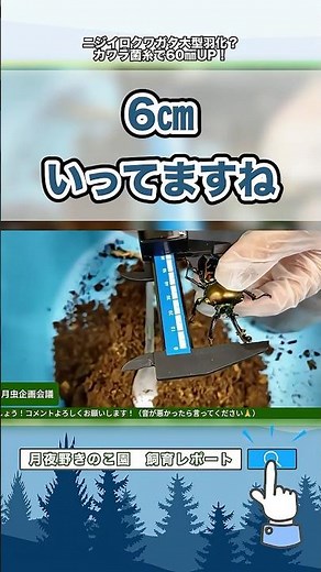 【クワガタ羽化】ニジイロクワガタ大型羽化？カワラ菌糸で60㎜UP！#カブトムシ #クワガタ #クワカブ #昆虫 #飼育方法