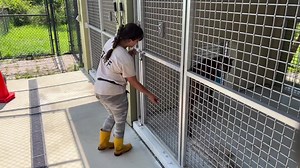 Tahmahlah, our male Panther, got an injectable dewormer to treat and prevent any intestinal parasites. This video also shows him training for voluntary injections (which is him being asked to line up and lay down for an injection). This type of training is important when ensuring the least amount of stress is caused when giving our star ambassadors their medication. #buschwildlifesanctuary #wildliferehab #wildlifeconservation #wildlife #sanctuary #wildlifehospital #wildlifephotography #floridawi