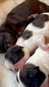 3K views · 70 reactions | Cuties video of Newborn Shih Tzu Puppies #shihtzu #shihtzupuppy #newborn #puppy #pet #dog #doglover | Ma Lor | Facebook