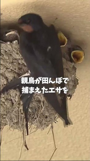 ツバメのびっくり子育てとは？！🐣