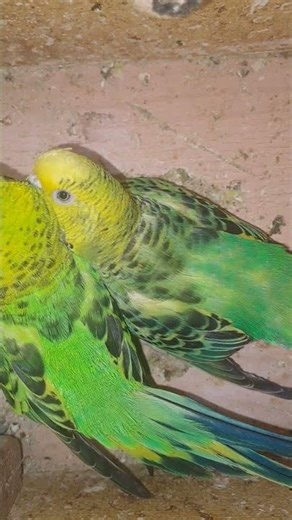 #ihavethisthingwithplants