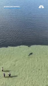 36K views · 105 reactions | A tourist and his 11-year-old son worked with locals from a small Australian town to rescue a stranded great white shark. 麗 Watch more here: https://on.nbcdfw.com/J8ToWnG | NBC DFW | Facebook