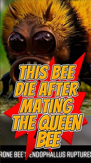 DRONE BEE DIE AFTER MATING THE QUEEN. #animals #drone #animalfacts #wildlife