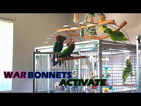 Hawk-headed parrots invading amazon parrot cage
