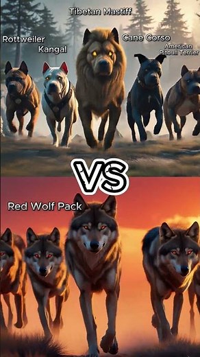 5 Strongest Guard Dogs vs Wolf Packs 🐺🔥 | Ultimate Animal Battle