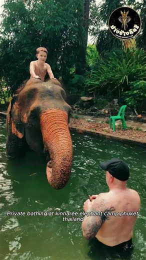 private elephant bathing at kinnaree elephant camp phuket thailand