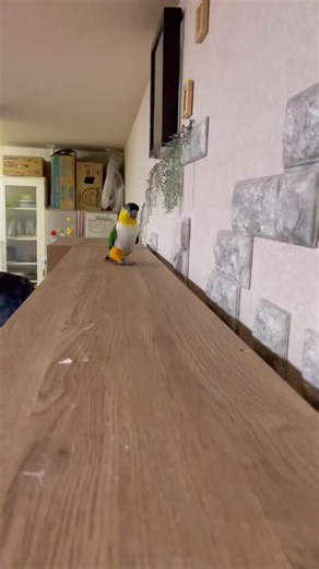 Parrot Learning Tricks and Mimicking Sounds