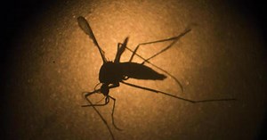 Asian tiger mosquito again identified in Wayne County