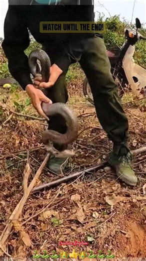 Breathtaking Moments: The Cobra was about to …….!