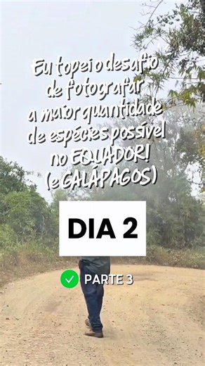 Leonardo Merçon - Histórias da Natureza 🇧🇷 🐾 on Instagram: "🗓 DIA 2 - PARTE 3 - Veja o que encontramos no centro da Cratera de Pululahua. Nesta minissérie topei o desafio de registrar a maior quantidadede espécies possíveis no Equador (passando por Galápagos). Espécies registradas nesse episódio ❤️ ✅️ 13 Asa-ruiva-tisnado (Myiotheretes fumigatus) ✅️ 14 Jacu-andino (Penelope montagnii) ✅️ 15 Tiranídeos (Família tyrannidae) ✅️ 16 Fura-flor-preto (Diglossa humeralis) ✅️ 17 Sabiá-da-praia (Mimus